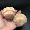PEPPERLONELY 12PC Original Unpolished Mexican Deep Scallop Sea Shells, 2-3/4 Inch ~ 3-1/2 Inch view 3