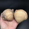 PEPPERLONELY 12PC Original Unpolished Mexican Deep Scallop Sea Shells, 2-3/4 Inch ~ 3-1/2 Inch view 4