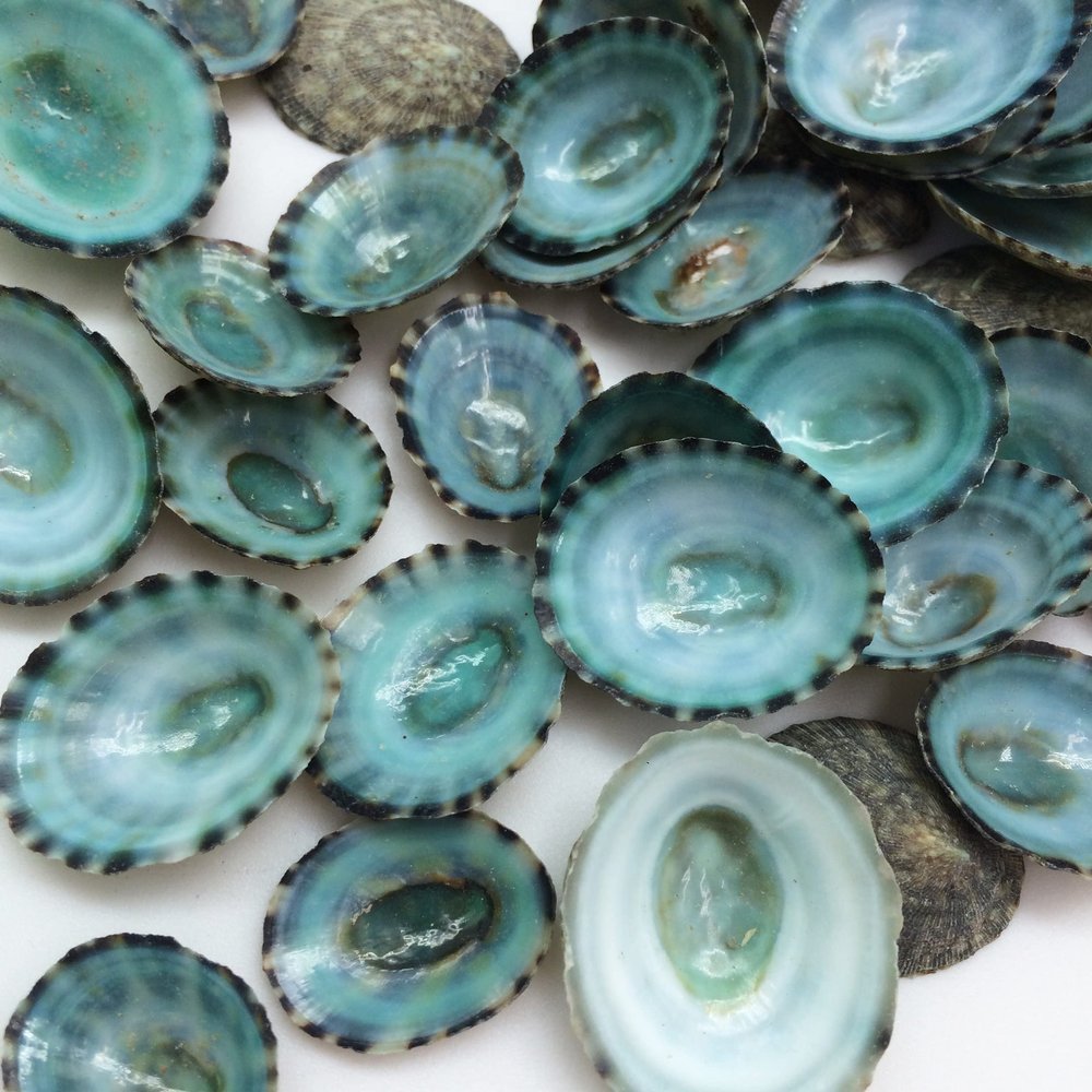 PEPPERLONELY 20 PC Green Limpet Shells Craft Sea Shells, 1 Inch ~ 1-1/4 Inch
