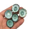 PEPPERLONELY 20 PC Green Limpet Shells Craft Sea Shells, 1 Inch ~ 1-1/4 Inch view 2
