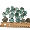 PEPPERLONELY 20 PC Green Limpet Shells Craft Sea Shells, 1 Inch ~ 1-1/4 Inch view 3