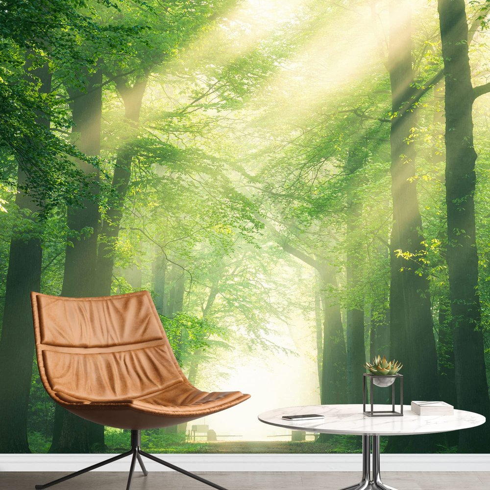 SIGNFORD Removable Wall Sticker/Wall Mural Sunlight Spring Summer Forest Trees Nature Wilderness Photography Realism Rustic Farmhouse/Country Decorative for Living Room, Bedroom, Office - 100"x144"