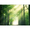 SIGNFORD Removable Wall Sticker/Wall Mural Sunlight Spring Summer Forest Trees Nature Wilderness Photography Realism Rustic Farmhouse/Country Decorative for Living Room, Bedroom, Office - 100"x144" view 2