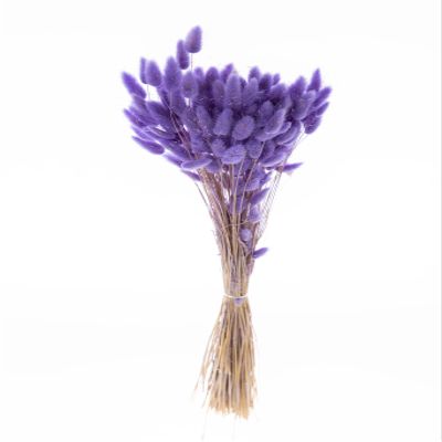 Preserved Bunny Tails for Wedding or Any Event Decoration | Dried Bunny Tails Grass (Preserved Bunny Tails Color Tall) (Sell in Single Bunch) (30" Tall in Purple)