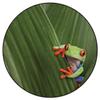 Green Gaming Chair Mat Under Computer Desk Red Eyed Tree Frog Hiding in Exotic Rainforest Tropical Round Office Chair Mats Home Rolling Gaming Chair Mat Animal Diameter 39 in view 2