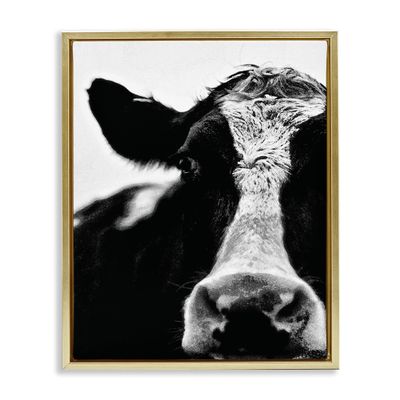 Stupell Industries Cow Black And White Close Up, Design by Lettered and Lined