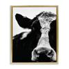Stupell Industries Cow Black And White Close Up, Design by Lettered and Lined view 1