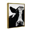 Stupell Industries Cow Black And White Close Up, Design by Lettered and Lined view 2