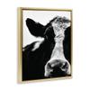 Stupell Industries Cow Black And White Close Up, Design by Lettered and Lined view 4