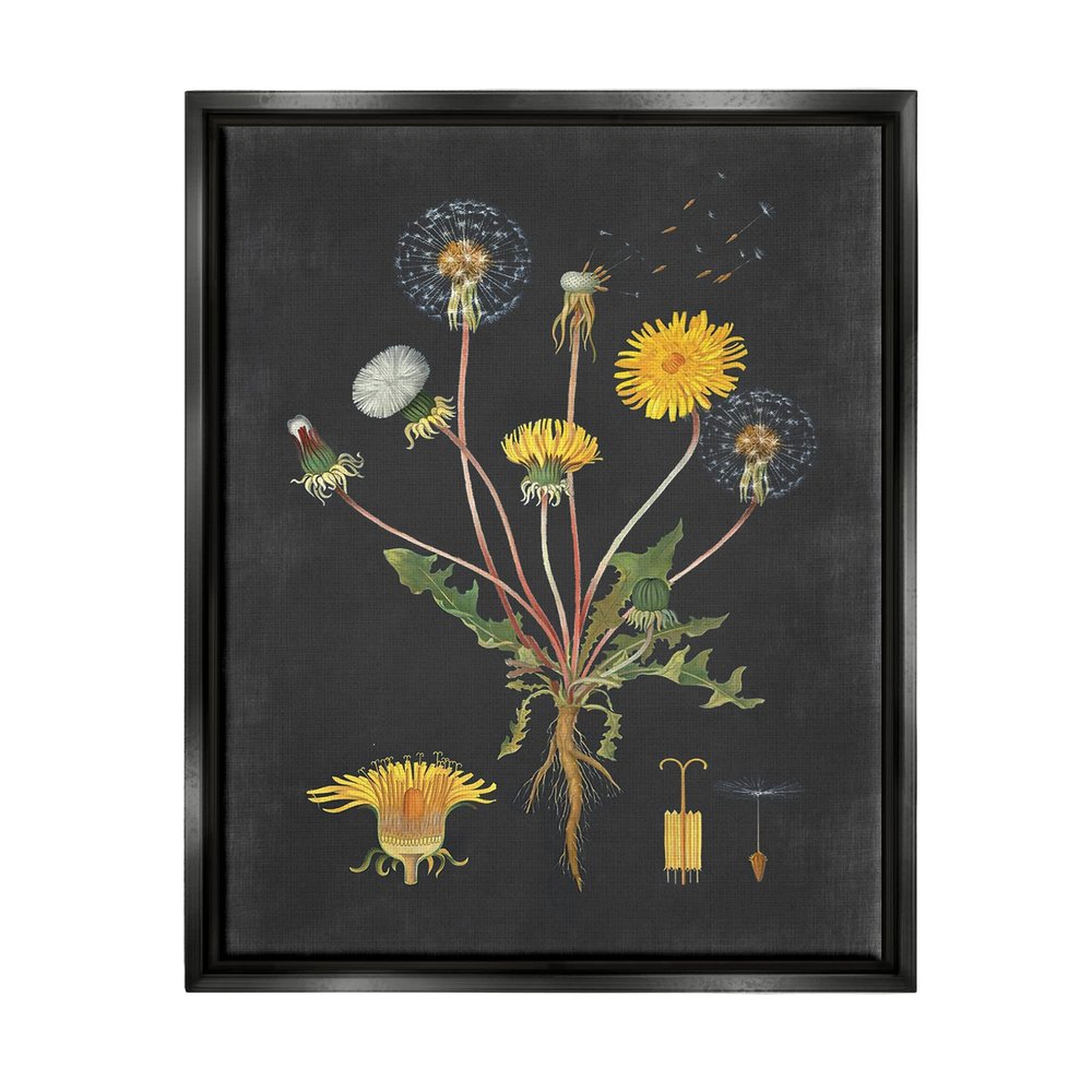 Stupell Industries Botanical Drawing Dandelion On Black Design, Design by Lettered and Lined, Multi-Color, 16 x 20