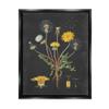 Stupell Industries Botanical Drawing Dandelion On Black Design, Design by Lettered and Lined, Multi-Color, 16 x 20 view 1