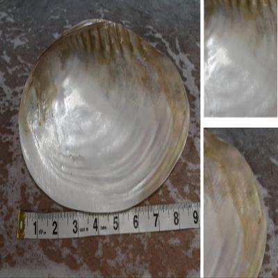 Giant Clam Shell for Display 8 to 10 inch - SS-178