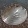 Giant Clam Shell for Display 8 to 10 inch - SS-178 view 2