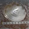 Giant Clam Shell for Display 8 to 10 inch - SS-178 view 3