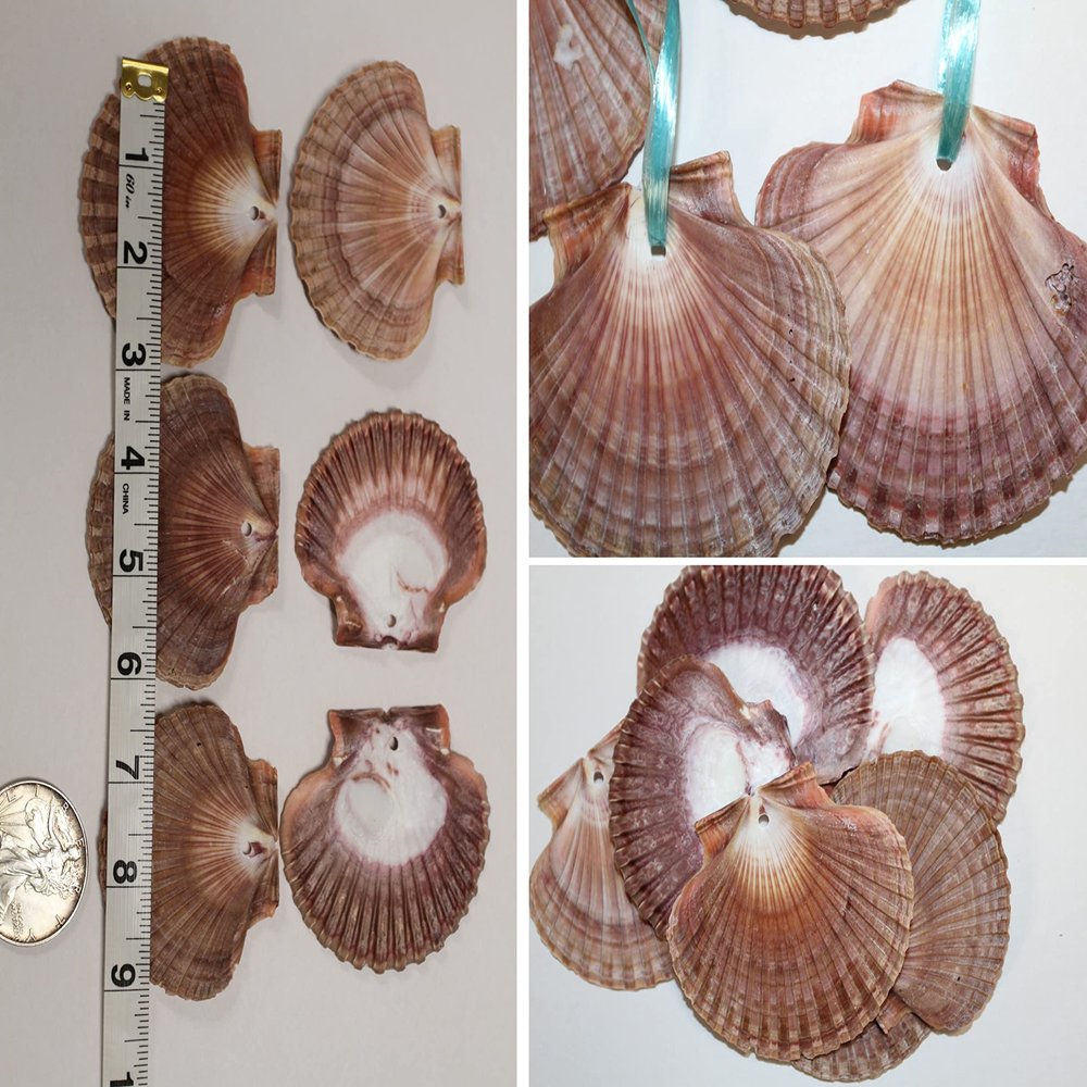 Pack of 100 Mexian Flats Seashells Drilled Hole On Top for Hanging Crafts, 2 3/4" - 3 1/2" 1st Quality SS-182