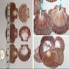 Pack of 100 Mexian Flats Seashells Drilled Hole On Top for Hanging Crafts, 2 3/4" - 3 1/2" 1st Quality SS-182 view 1