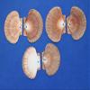Pack of 100 Mexian Flats Seashells Drilled Hole On Top for Hanging Crafts, 2 3/4" - 3 1/2" 1st Quality SS-182 view 2