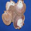 Pack of 100 Mexian Flats Seashells Drilled Hole On Top for Hanging Crafts, 2 3/4" - 3 1/2" 1st Quality SS-182 view 3