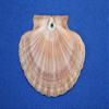 Pack of 100 Mexian Flats Seashells Drilled Hole On Top for Hanging Crafts, 2 3/4" - 3 1/2" 1st Quality SS-182 view 4
