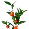 35" Spring Botanical Artificial Orange Fruit for Faux Flower Home Decor 12 Pcs view 2