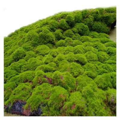 AYLYHD 3D Artificial Moss Mat Durable Simulation Plants Wall Decor for Mini Ornament Garden Doll HouseArtificial Grass Rug (Color : C, Size : 1x1m)