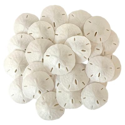 Real Sand Dollars for Crafts, 2" inch Florida Sand Dollar, 24pcs