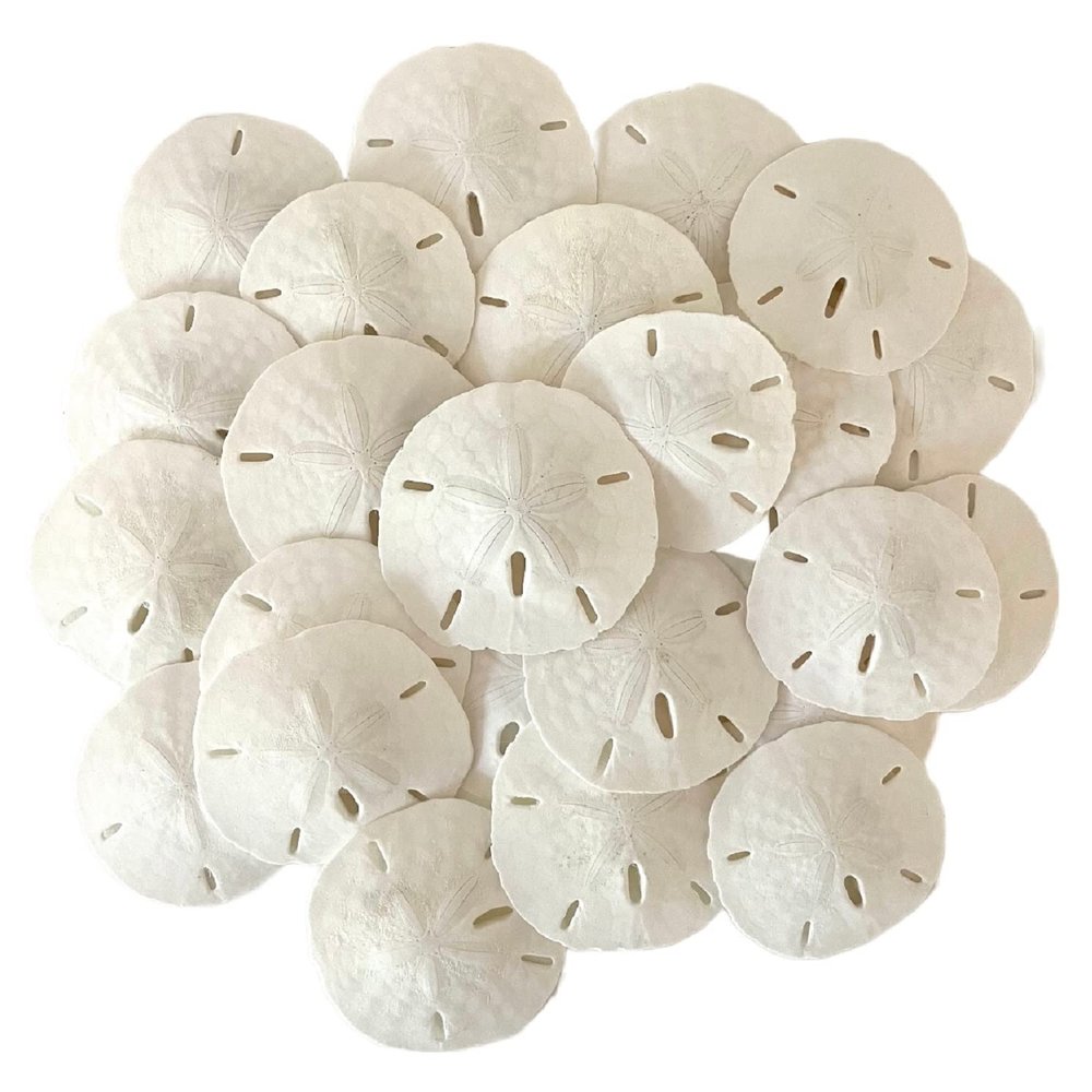 Real Sand Dollars for Crafts, 2" inch Florida Sand Dollar, 24pcs