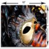 18 x 12 - Carnival Mask with Feathers Metal Print wall art. HD aluminum panels view 3