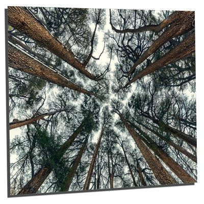 18 x 12 - Cedars Trees Wall Art Metal Print Abstreact Tree Forest Art Print