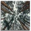 18 x 12 - Cedars Trees Wall Art Metal Print Abstreact Tree Forest Art Print view 2