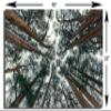 18 x 12 - Cedars Trees Wall Art Metal Print Abstreact Tree Forest Art Print view 3