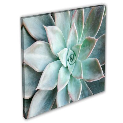 24 x 16 - Echeveria Succulent Canvas Print Wall Art light green botanical plant Art