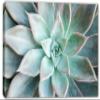 24 x 16 - Echeveria Succulent Canvas Print Wall Art light green botanical plant Art view 2