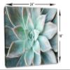 24 x 16 - Echeveria Succulent Canvas Print Wall Art light green botanical plant Art view 3