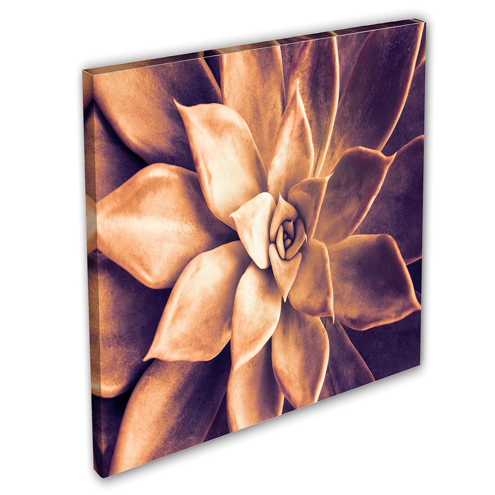 24 x 16 - Echeveria Succulent Canvas Print Wall Art orange purple botanical plant art