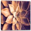 24 x 16 - Echeveria Succulent Canvas Print Wall Art orange purple botanical plant art view 2