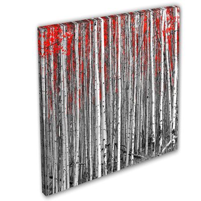 18 x 12 - White Aspen, Birch Trees, Red Leaves Canvas Print wall art