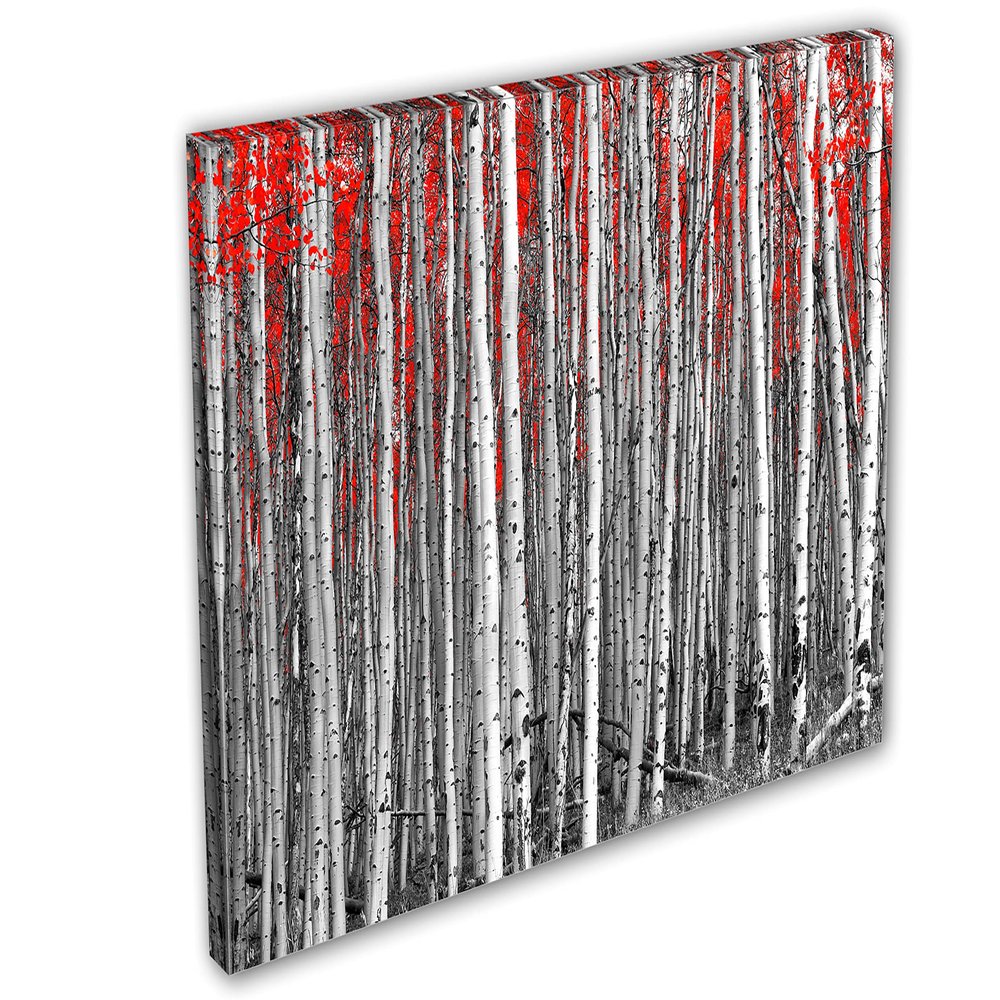 18 x 12 - White Aspen, Birch Trees, Red Leaves Canvas Print wall art