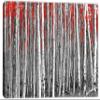 18 x 12 - White Aspen, Birch Trees, Red Leaves Canvas Print wall art view 2