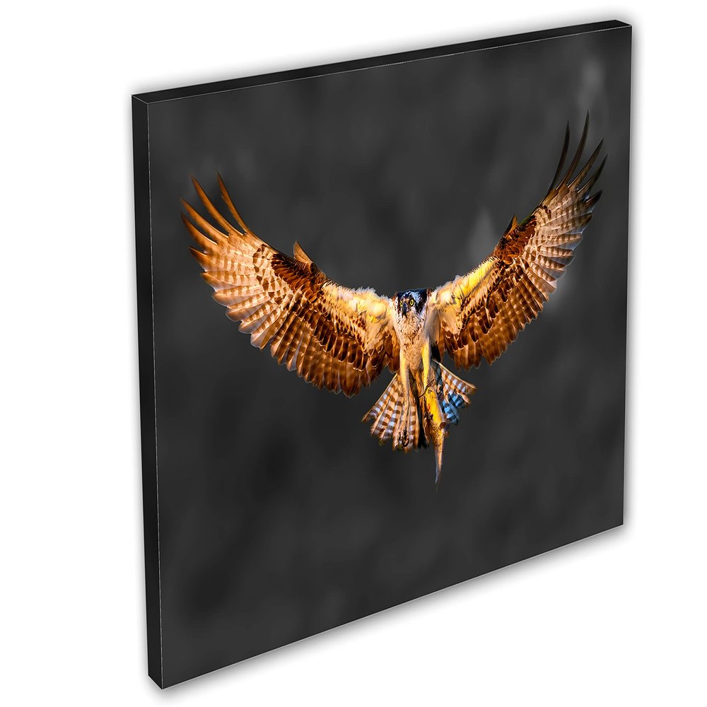 36 x 24 - Osprey Salmon Catch Canvas Print Wall Art. Bird of prey Art Home Wall Decor - Dark BG