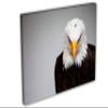 48 x 32 - Bald Eagle Portrait Canvas Print Wall Art, Home Wall Decor interior design view 1