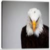 48 x 32 - Bald Eagle Portrait Canvas Print Wall Art, Home Wall Decor interior design view 2