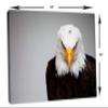 48 x 32 - Bald Eagle Portrait Canvas Print Wall Art, Home Wall Decor interior design view 3