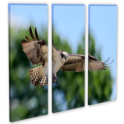 60 x 40 TOTAL - Osprey In Flight Canvas Print Wall Art - 3 panel split, Triptych. Bird Art Home Wall Decoration