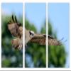 60 x 40 TOTAL - Osprey In Flight Canvas Print Wall Art - 3 panel split, Triptych. Bird Art Home Wall Decoration view 2