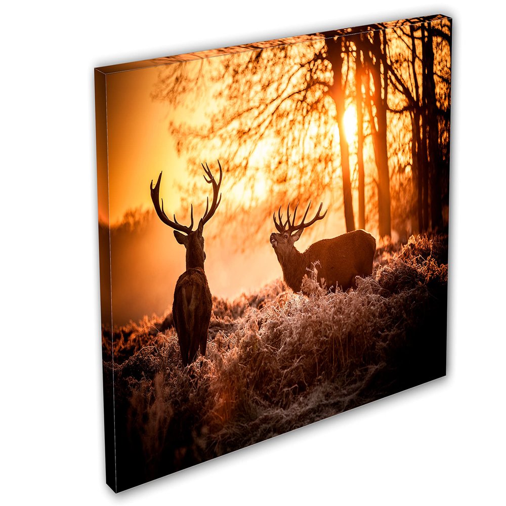 48 x 32 - Two Red deer in morning sun Canvas Print Wall Art