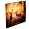 48 x 32 - Two Red deer in morning sun Canvas Print Wall Art view 1