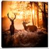 48 x 32 - Two Red deer in morning sun Canvas Print Wall Art view 2