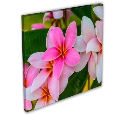 24 x 16 - Pink Plumeria flowers Canvas Print Wall Art