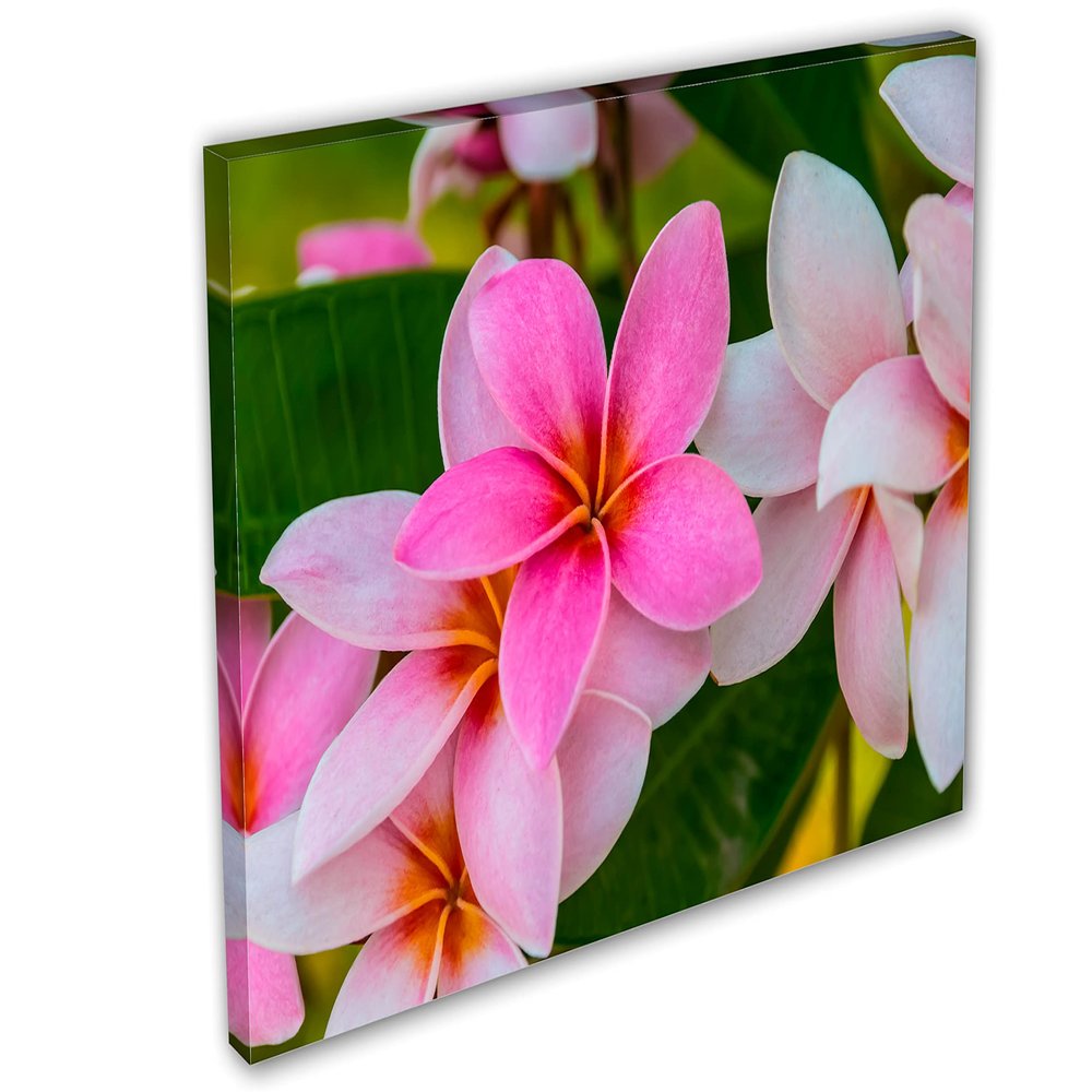 24 x 16 - Pink Plumeria flowers Canvas Print Wall Art